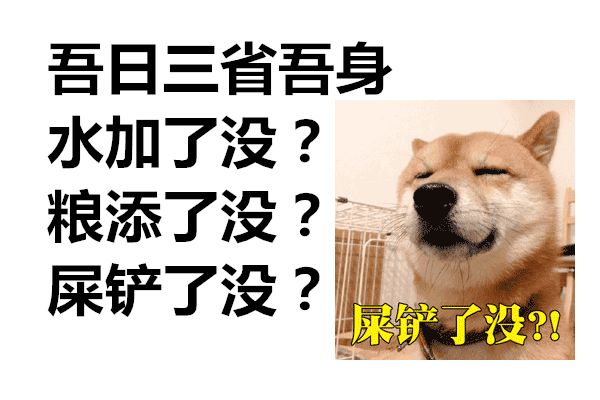 这只荷兰猪这么任性，主人都管不了