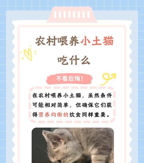 长期吃猫粮对猫咪健康有何影响？猫咪饮食习惯如何正确培养？