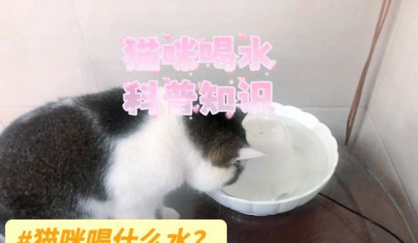 泡猫粮还喂水吗为什么不喝？猫咪饮水习惯的正确引导方法是什么？