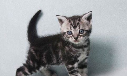 猫咪习性有哪些?