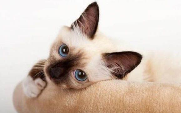 猫咪习性有哪些?