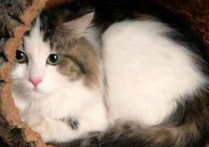 猫咪不宜食生猪肉