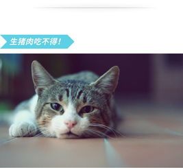 猫咪不宜食生猪肉