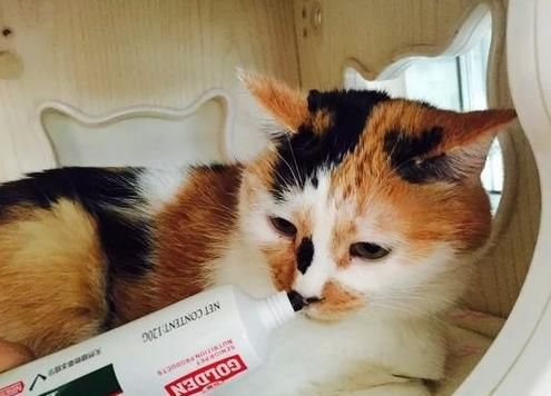 小猫食后久吐,需及时就医。