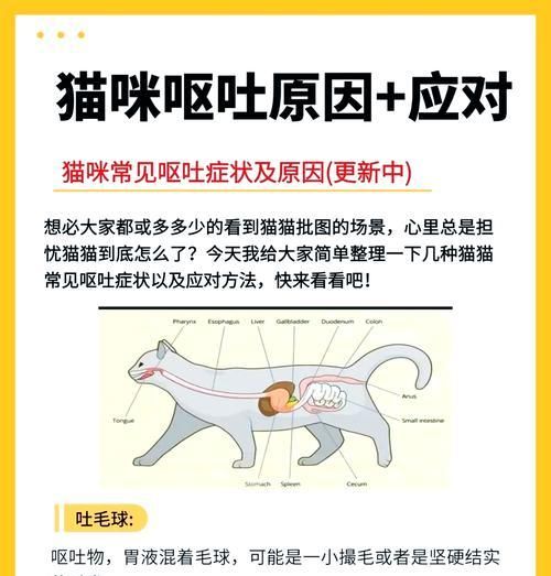 猫咪吃猫粮消化慢且呕吐是什么原因？如何解决？