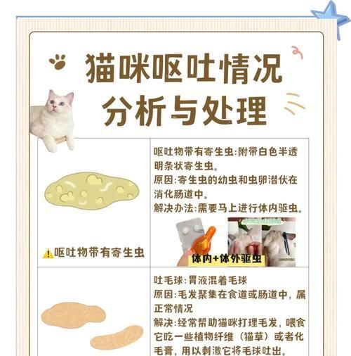 猫咪突然改食猫粮后呕吐怎么办？如何预防？