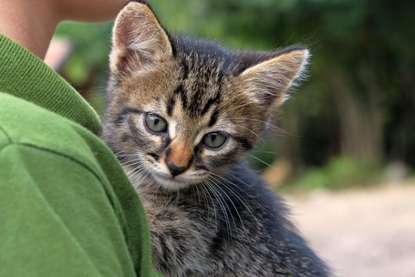 猫咪呕吐黄水怎么办?AI助力宠物家庭的解决全攻略