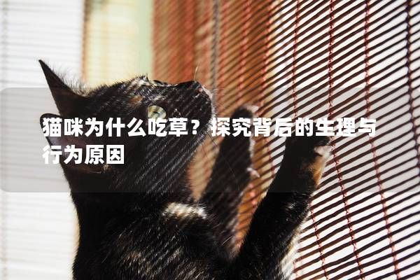 猫咪为什么吃草？探究背后的生理与行为原因