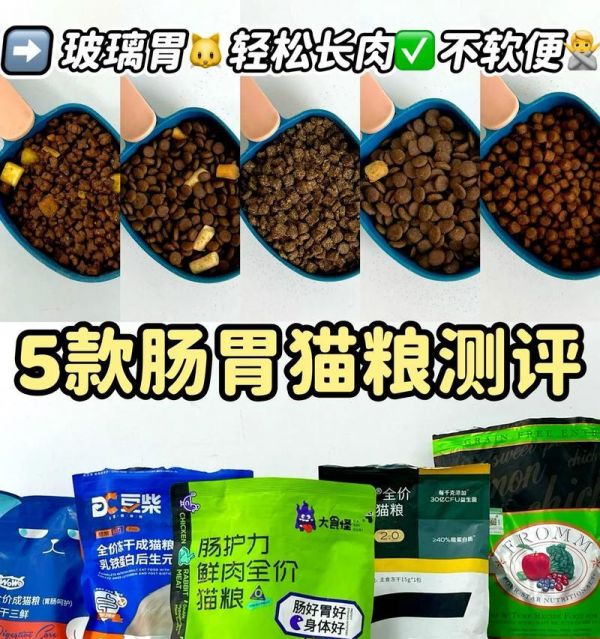 土豪猫消化不良时应选择哪种猫粮？
