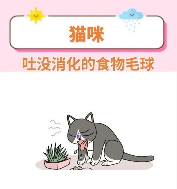 猫咪软毛吃什么猫粮好消化？猫吐毛球有很多猫粮怎么办？