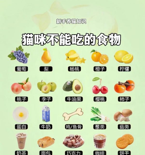 喂猫粮吃什么能有助于消化？有哪些促进消化的食物？