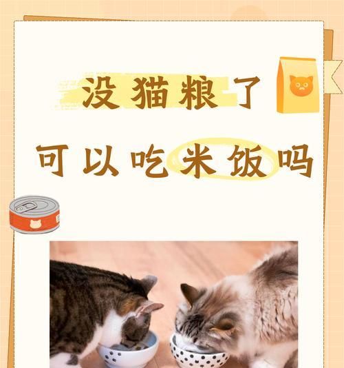 喂猫粮吃什么能有助于消化？有哪些促进消化的食物？