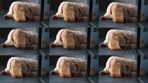 可爱的浅色马尔济斯犬特写。宠物正在舔自己的爪子。小狗对食物过敏。装饰犬的问题。低过敏性品种。狗的焦虑