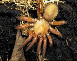 巴西啡黄的外形特点