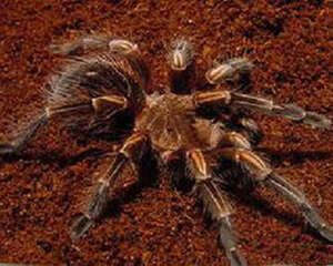 秘鲁金铜的饲养要点