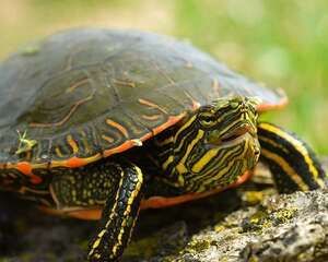 如何挑选健康的火焰龟