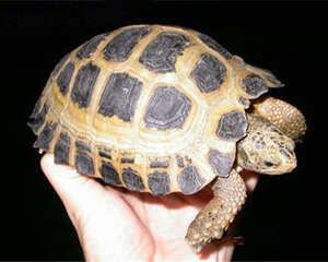 特拉凡柯陆龟的护理知识
