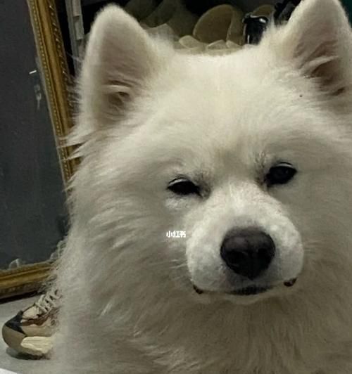 以萨摩耶犬为例的宠物日常训练注意事项（让萨摩耶犬成为你的好伴侣——萨摩耶犬日常训练5个注意点）