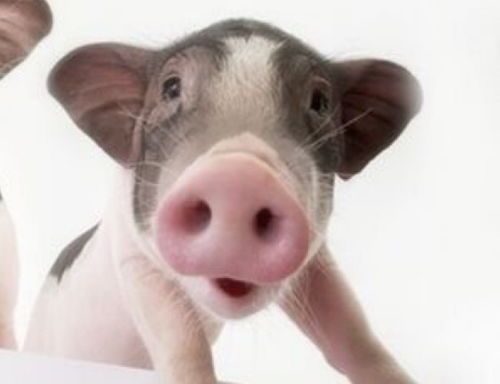 宠物猪：人见人爱的小萌物