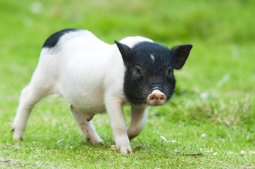 宠物猪：人见人爱的小萌物