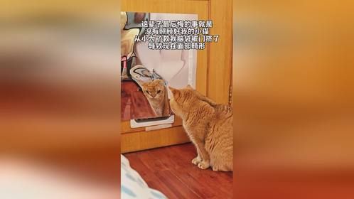 对不起小猫……