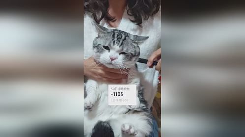 年底完不成业绩的小猫咪要接受惩罚！