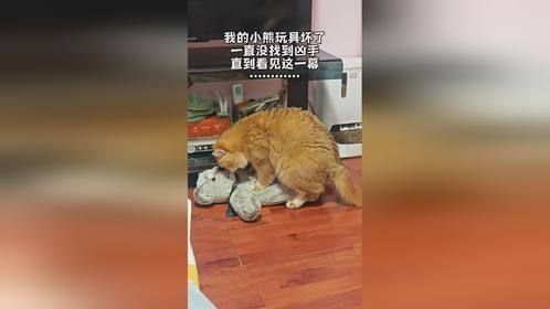 他在干嘛？！猫咪的迷惑行为