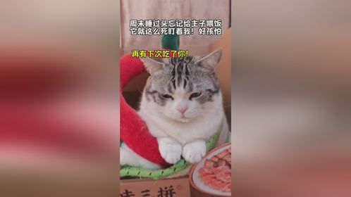 小猫咪干掉人类的几率不是0%
