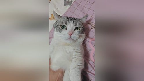 猫：人！不要爱上哥！哥只是个传说