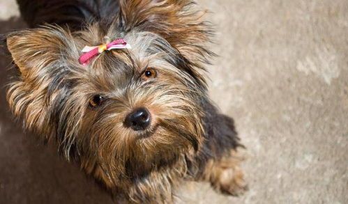 母狗经期颜色关乎宠物健康状态