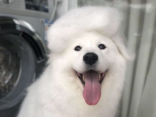 宠物狗后腿掉毛怎么办啊