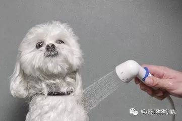 宠物狗冬季掉毛吗怎么办