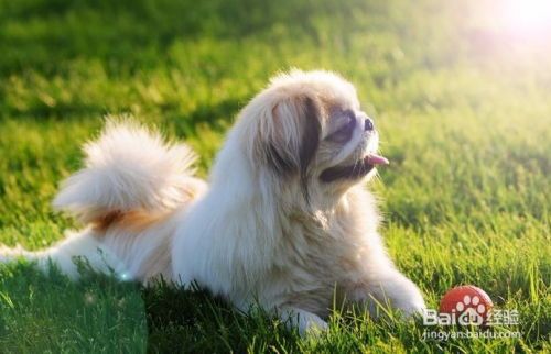 春季宠物狗掉毛怎么办啊