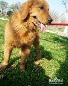 宠物狗脸部脱毛怎么办啊