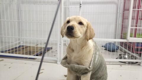 宠物狗毛发掉光了怎么办