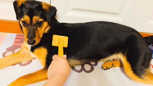 宠物狗的毛掉光了怎么办