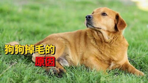 宠物狗掉毛严重怎么回事