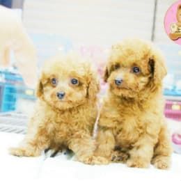 宠物托运公司_上海火车托运宠物狗_宠物健康证明要求