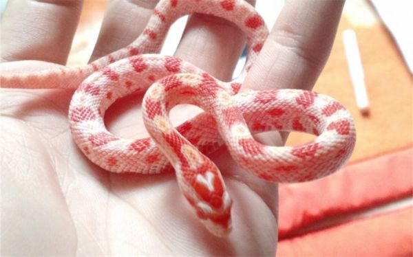 玉米蛇怎么带出门