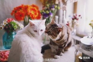 猫咪loft后宠物生活品质Neng提升吗？