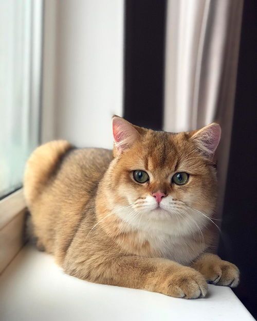 了解小猫睡眠时长，提升宠物生活质量？