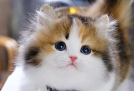 气血不足怎么办?中医建议:学习猫的4个生活习惯