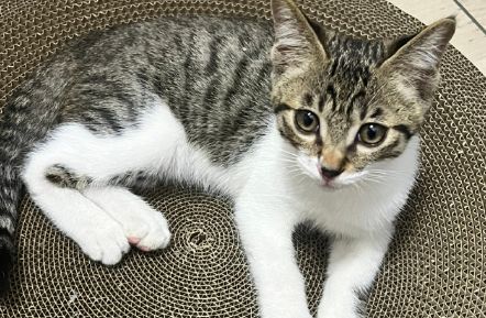 气血不足怎么办?中医建议:学习猫的4个生活习惯