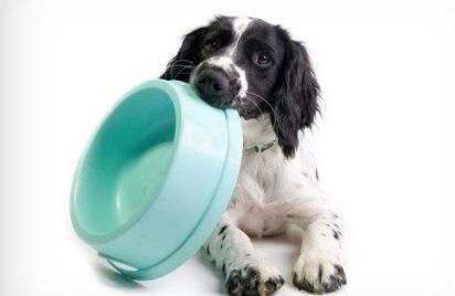 福州宠物寄养首选，推荐好去处！