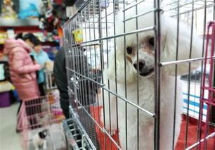 福州宠物寄养首选，推荐好去处！