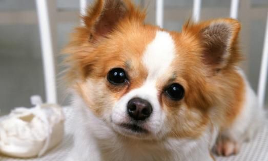 狗狗的生产环境选择（以宠物为主）