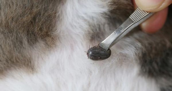 狗狗拉虫子，救命之时已晚（宠物主人必须知道的虫子知识）