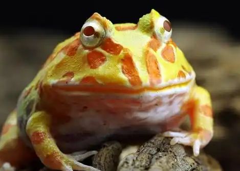 角蛙新手入门饲养教程！