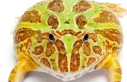 角蛙新手入门饲养教程！