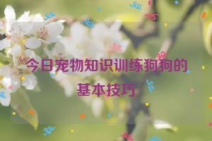 今日宠物知识训练狗狗的基本技巧